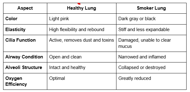 healthy lung vs smoker lung